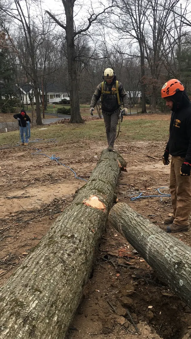 Wayne's Tree Service — photo from the business 8