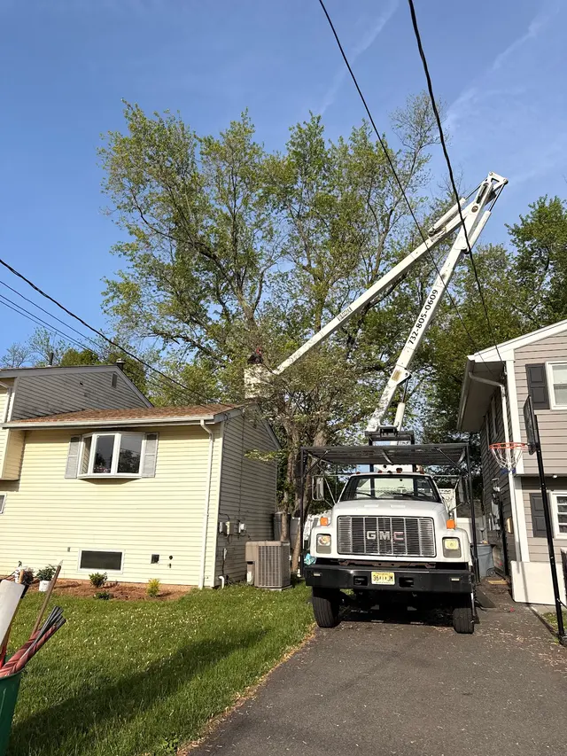 Wayne's Tree Service — photo from the business 2