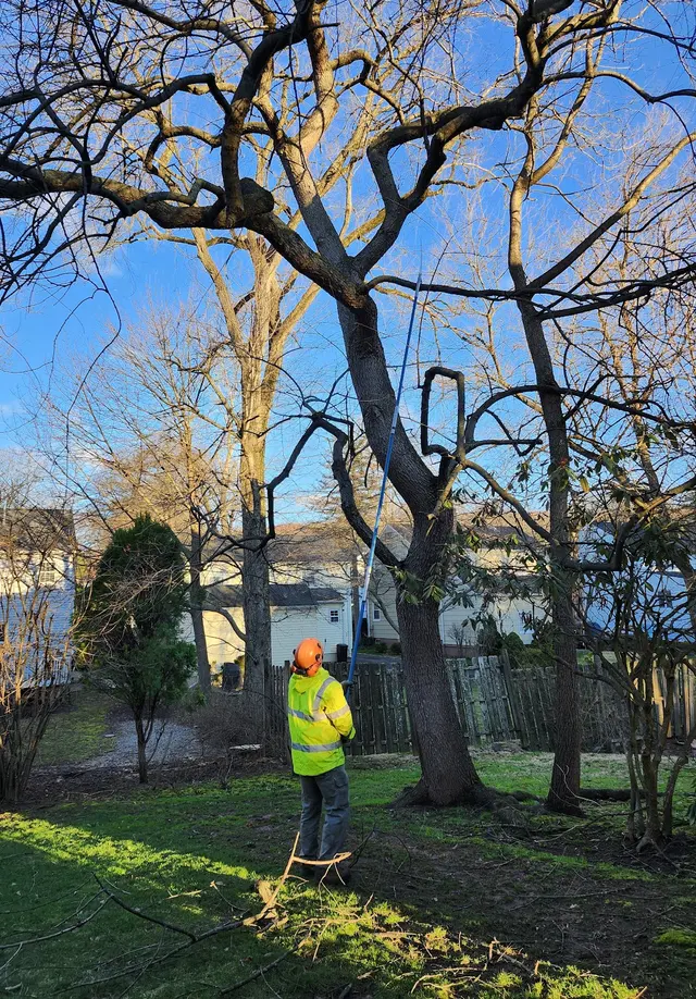 SavATree - Tree Service & Lawn Care — photo from the business 5