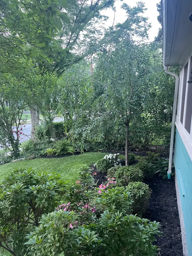 Customer photo of work by SavATree - Tree Service & Lawn Care, from stephanie O'connor's review