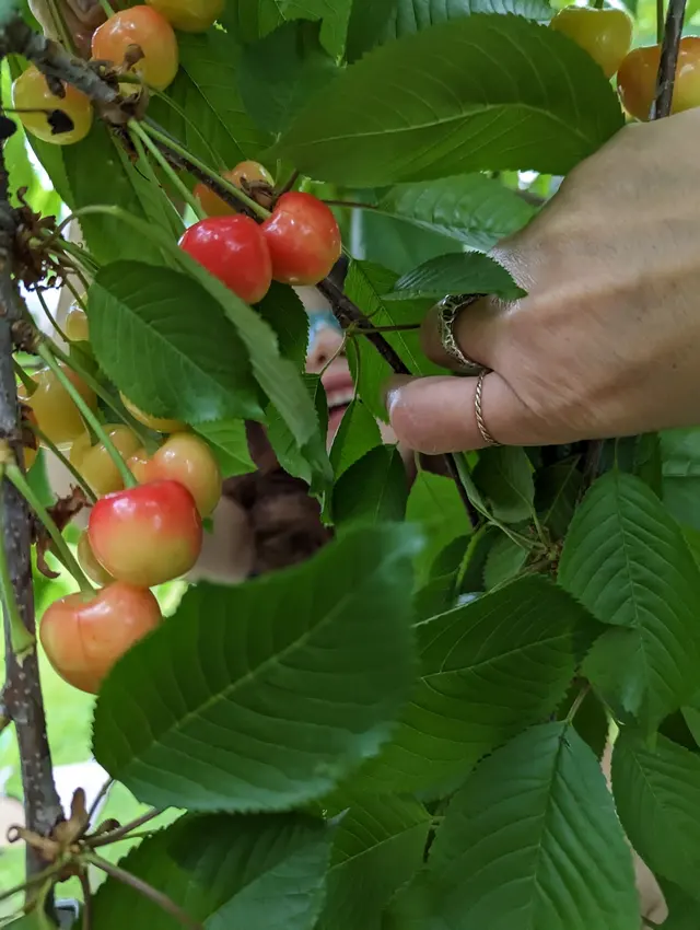 SavATree - Tree Service & Lawn Care — customer photo 8