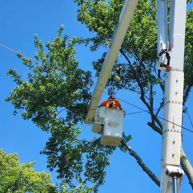SavATree - Tree Service & Lawn Care — customer photo 7