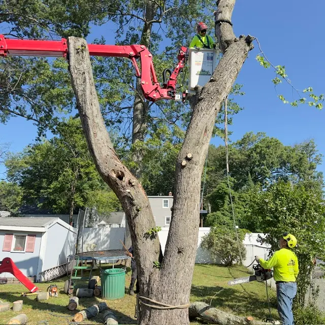 Sami's Tree Service — photo from the business 5