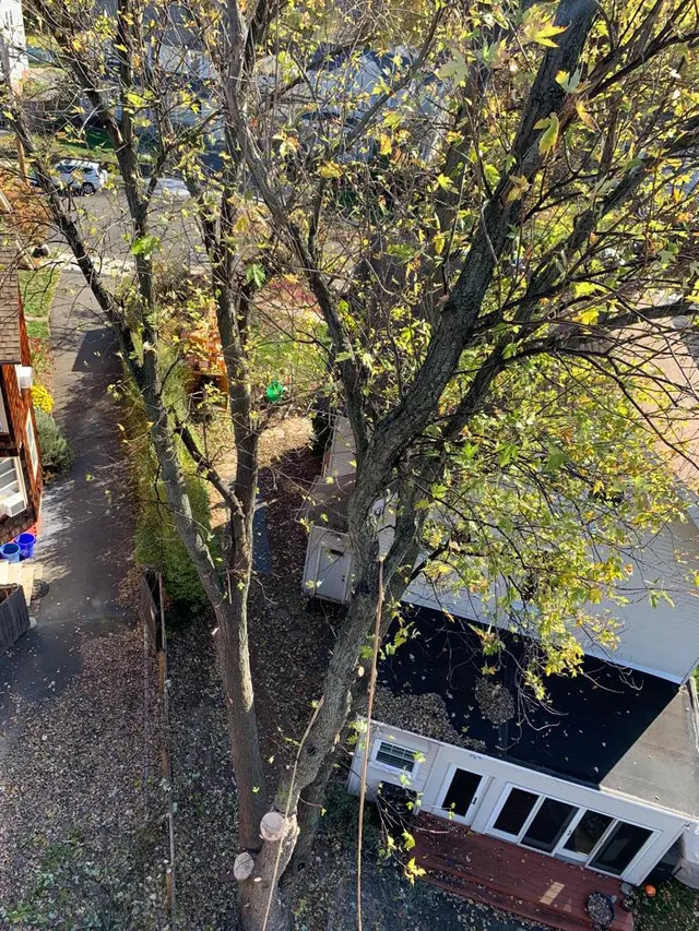 Sami's Tree Service — photo from the business 12