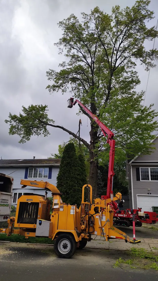 Sami's Tree Service — photo from the business 7