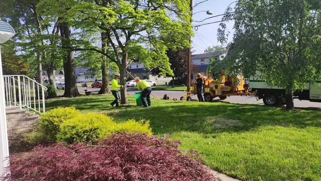 Sami's Tree Service — photo from the business 11