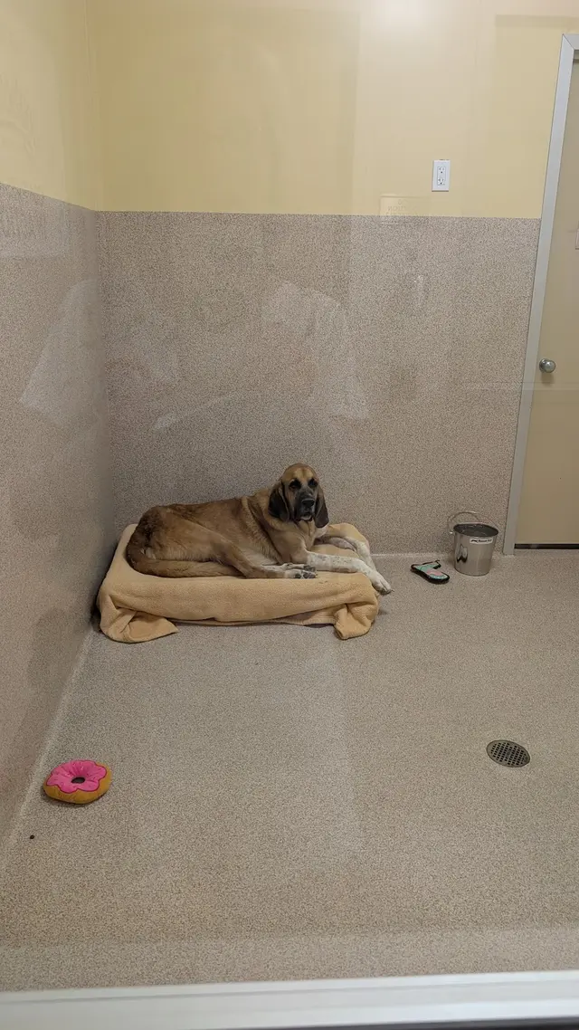 Joybound People & Pets — customer photo 4