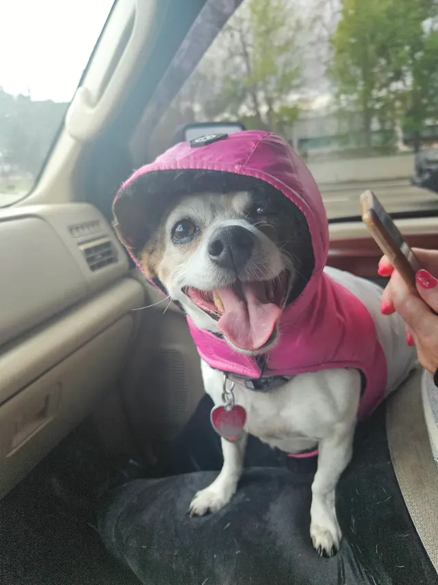 Joybound People & Pets — customer photo 8