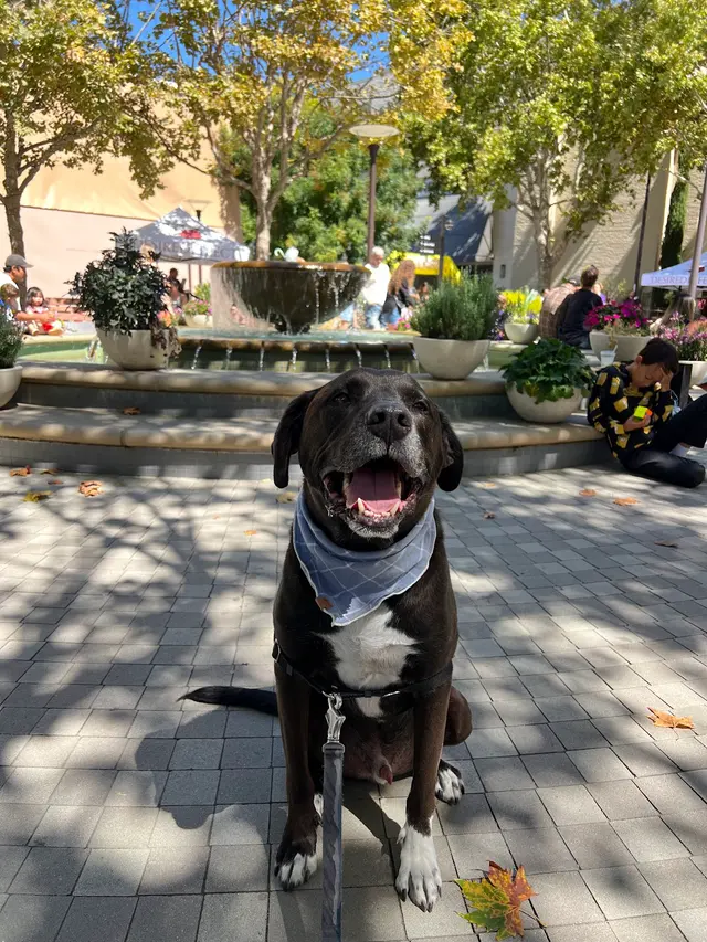 Joybound People & Pets — customer photo 3