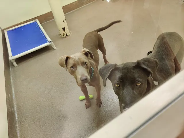 Joybound People & Pets — customer photo 2