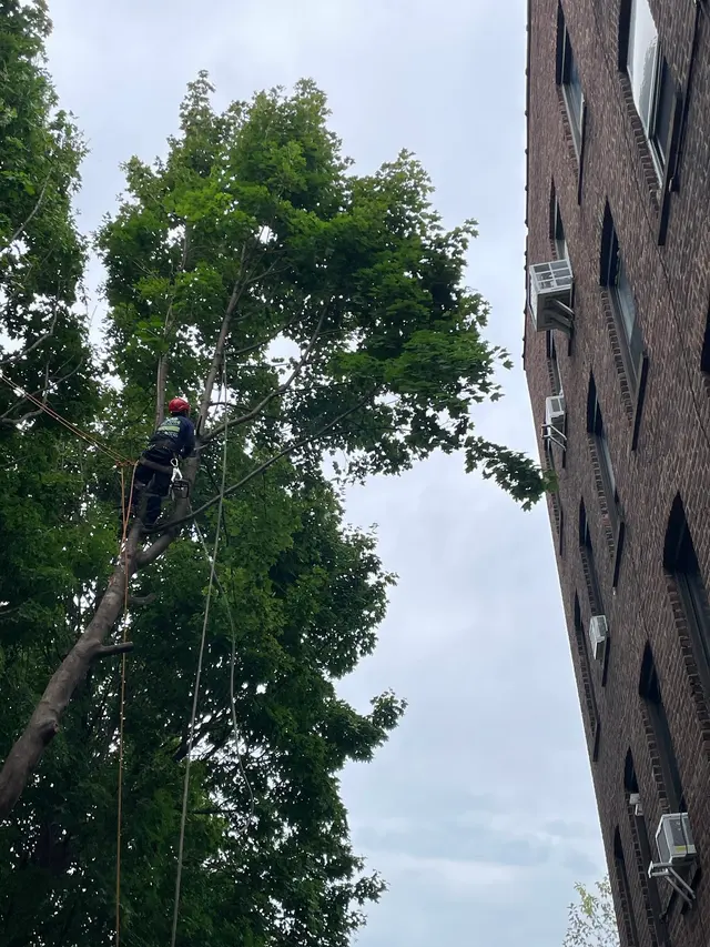 Customer photo of work by EJT Tree Service LLC, from James Smith's review