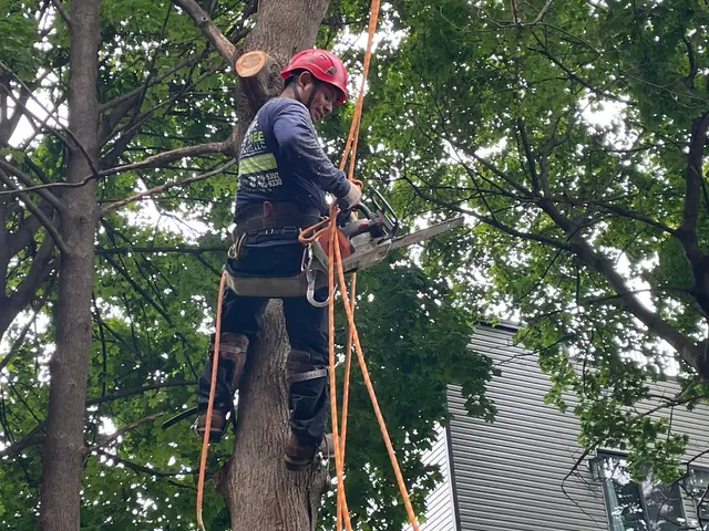 EJT Tree Service LLC — customer photo 12