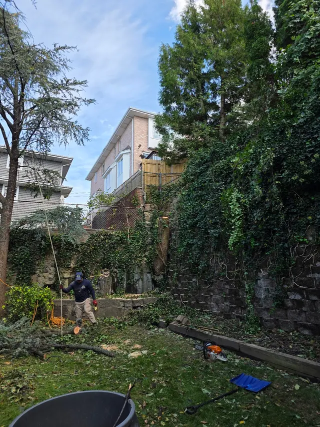 EJT Tree Service LLC — customer photo 1