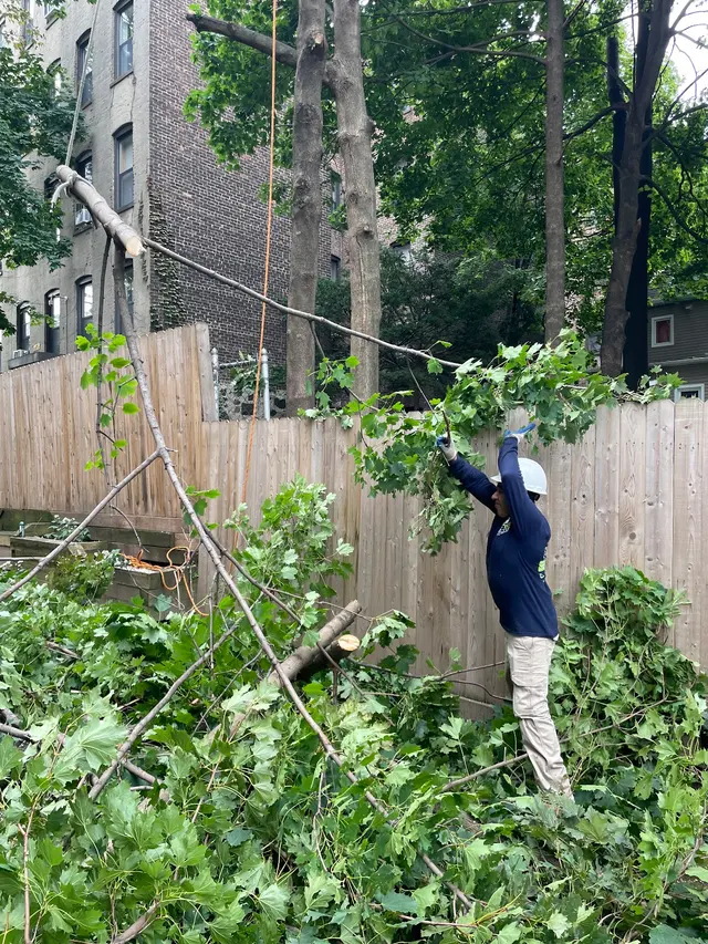Customer photo of work by EJT Tree Service LLC, from James Smith's review
