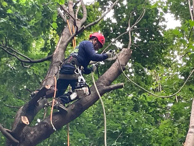 EJT Tree Service LLC — customer photo 4