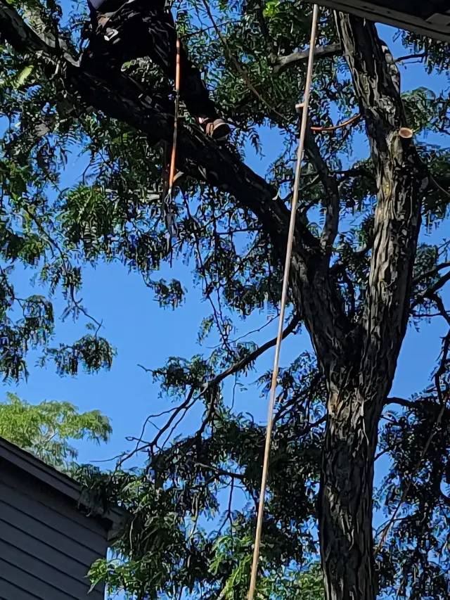EJT Tree Service LLC — customer photo 2