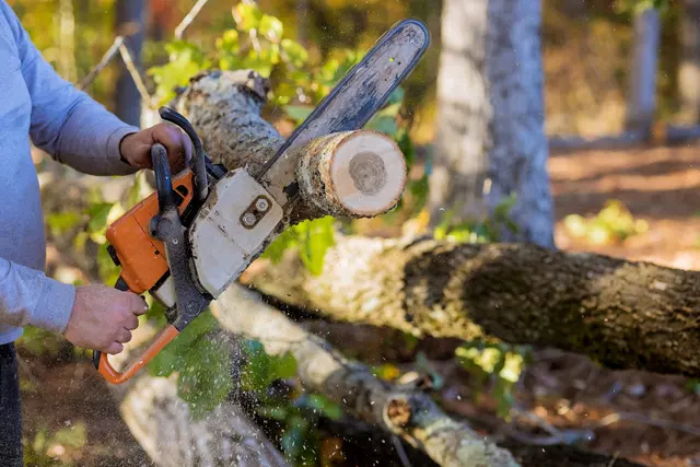 Dujets Tree Experts Inc. — photo from the business 6