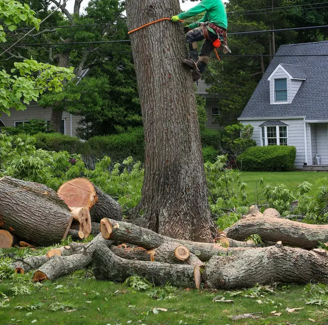 Dujets Tree Experts Inc. — photo from the business 7