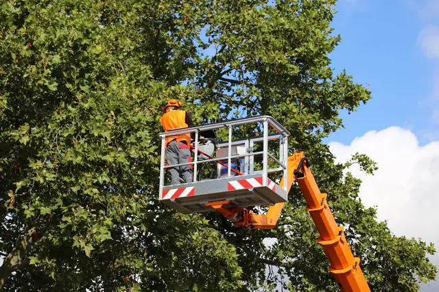 Dujets Tree Experts Inc. — photo from the business 8