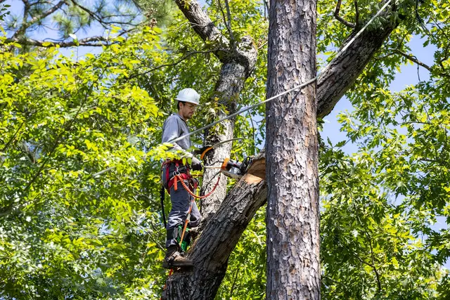Dujets Tree Experts Inc. — photo from the business 2