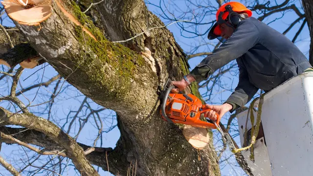 Dujets Tree Experts Inc. — photo from the business 1