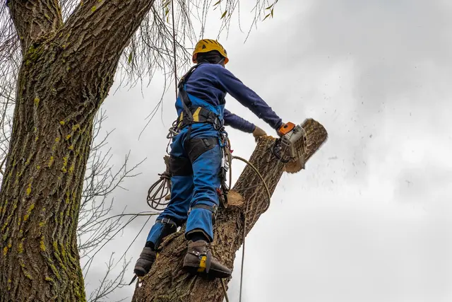 Dujets Tree Experts Inc. — photo from the business 9