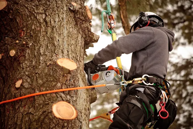 Dujets Tree Experts Inc. — photo from the business 4