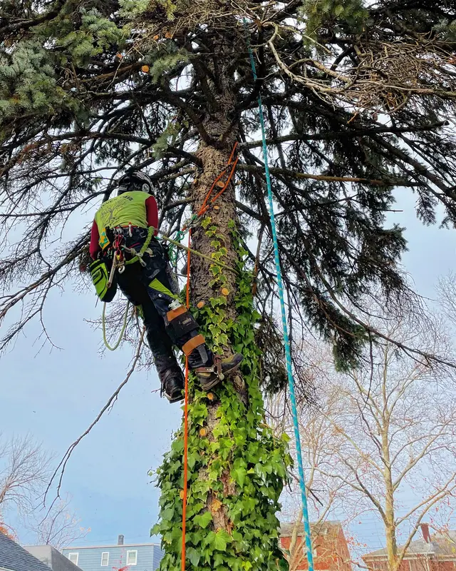 Treeco Solutions - Expert Arborist — photo from the business 8
