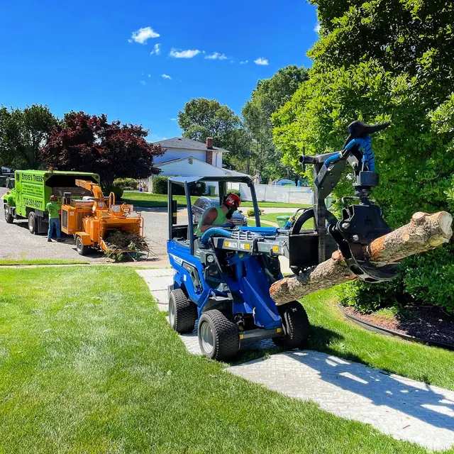 Treeco Solutions - Expert Arborist — photo from the business 3