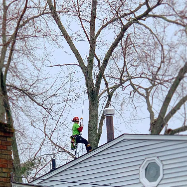 Treeco Solutions - Expert Arborist — photo from the business 7