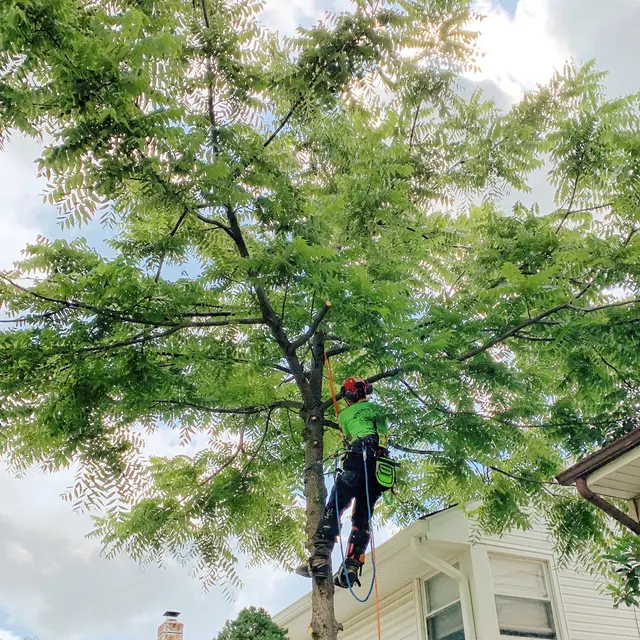 Treeco Solutions - Expert Arborist — photo from the business 9
