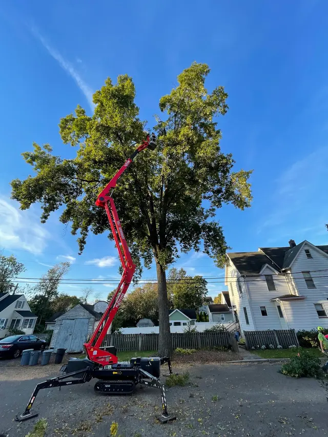 Treeco Solutions - Expert Arborist — photo from the business 2