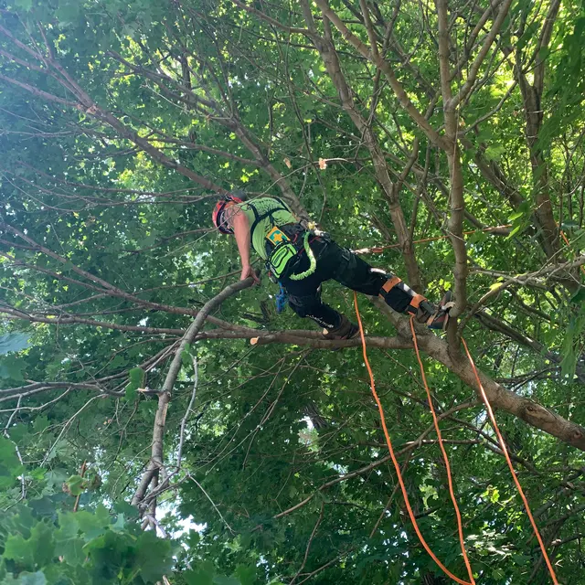 Treeco Solutions - Expert Arborist — photo from the business 11