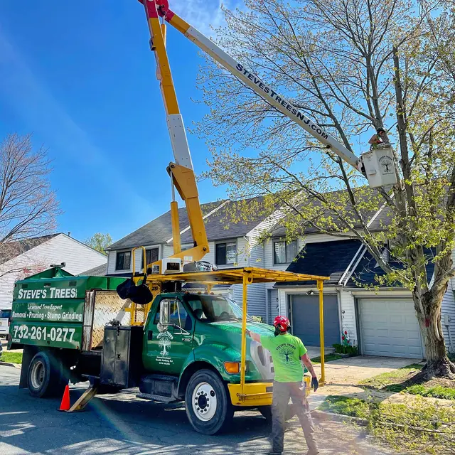Treeco Solutions - Expert Arborist — photo from the business 5