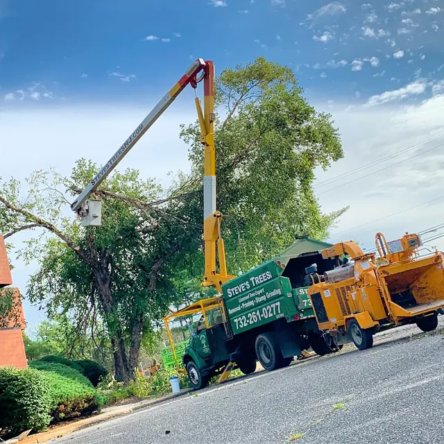 Treeco Solutions - Expert Arborist — photo from the business 6