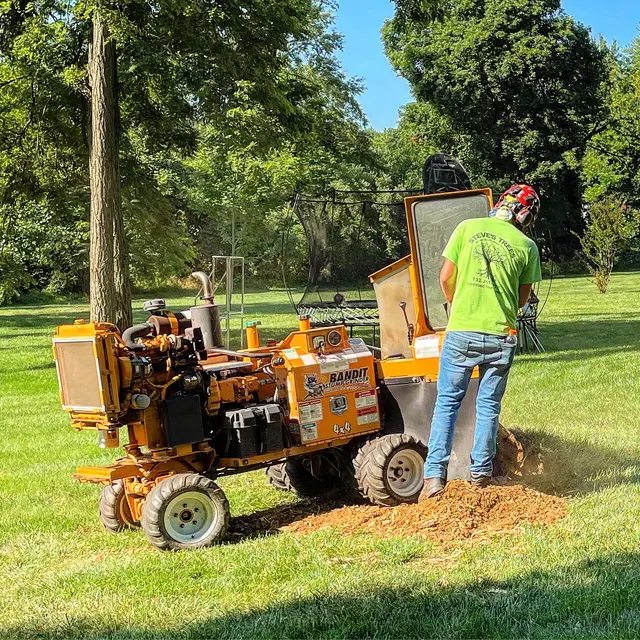 Treeco Solutions - Expert Arborist — photo from the business 4