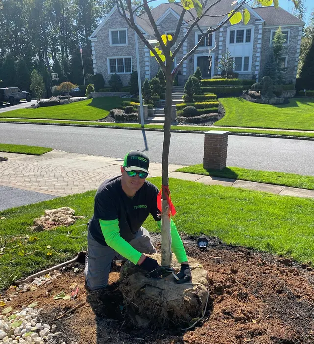 Treeco Solutions - Expert Arborist — photo from the business 10