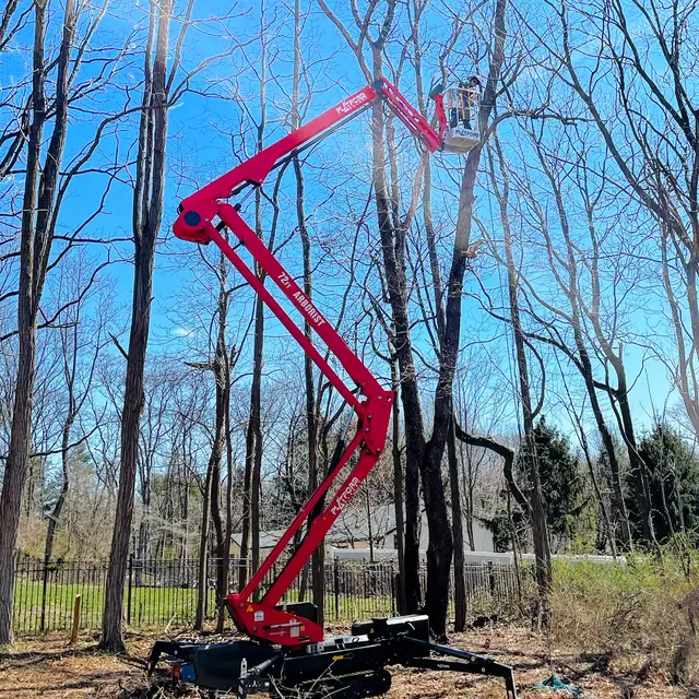 Treeco Solutions - Expert Arborist — photo from the business 1