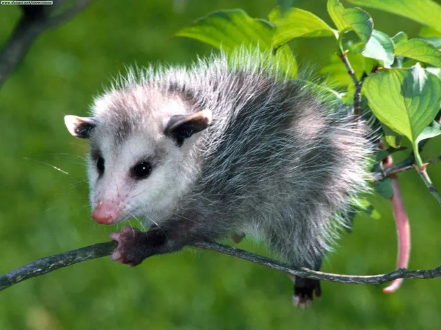 Yggdrasil Urban Wildlife Rescue — photo from the business 3
