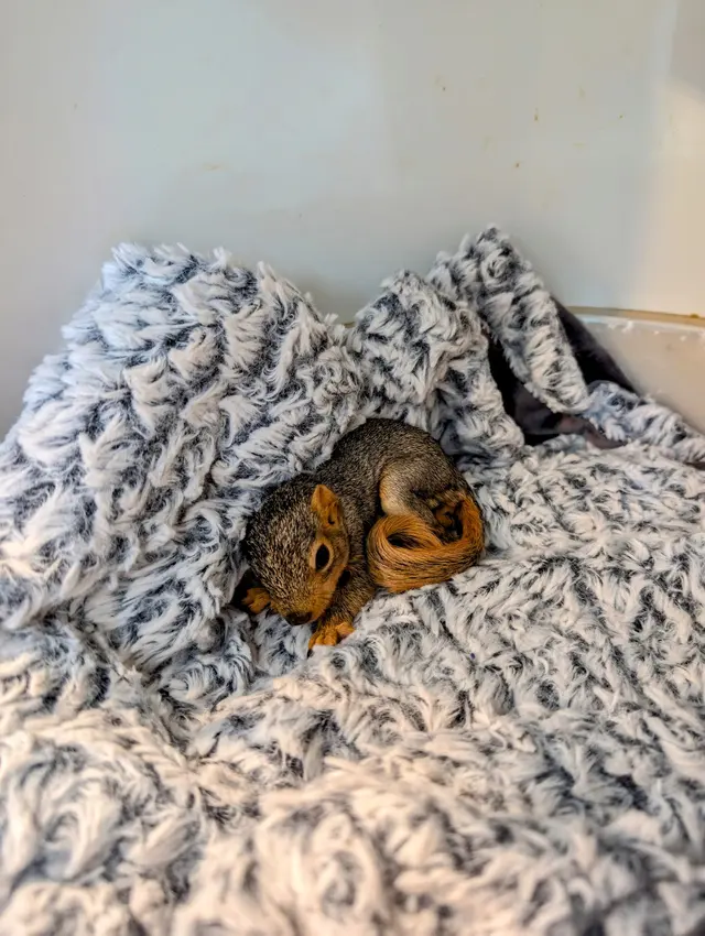 Yggdrasil Urban Wildlife Rescue — customer photo 4