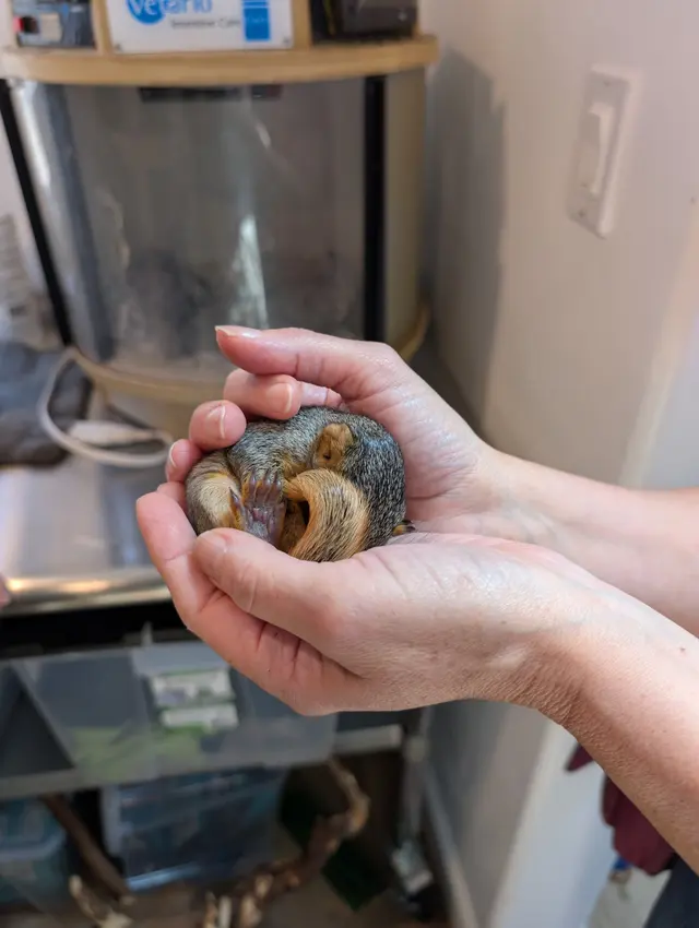 Yggdrasil Urban Wildlife Rescue — customer photo 5