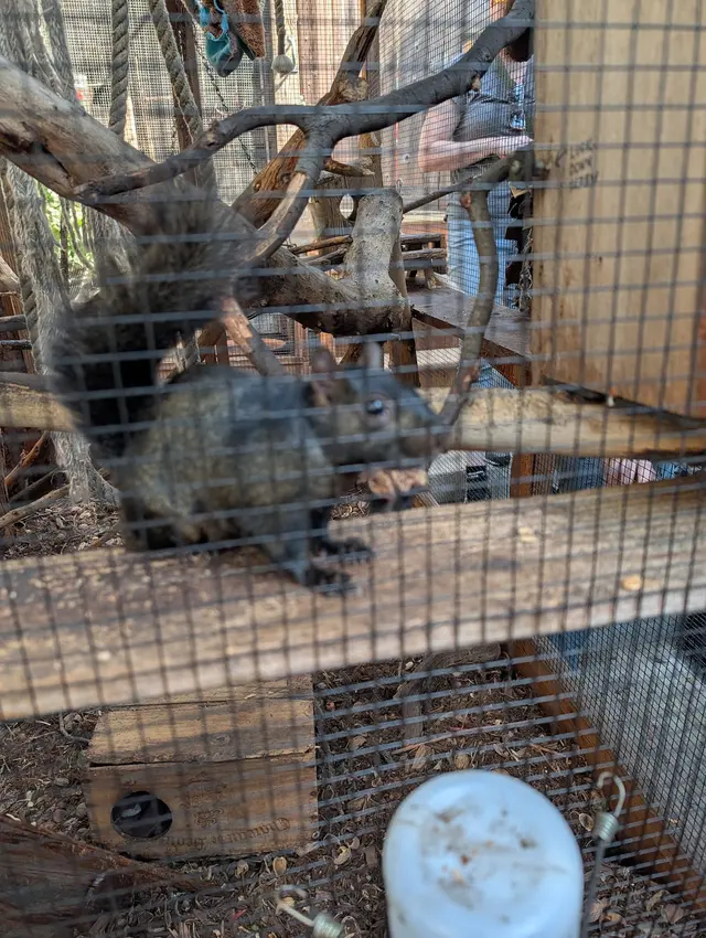 Customer photo of work by Yggdrasil Urban Wildlife Rescue, from Richard Harty, J. Jr's review