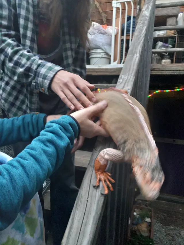 Yggdrasil Urban Wildlife Rescue — customer photo 7