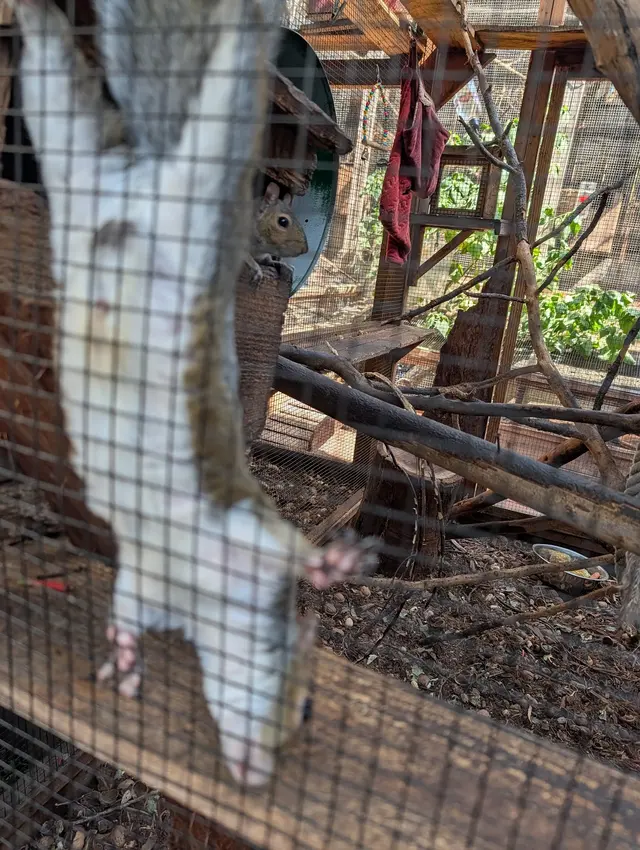 Customer photo of work by Yggdrasil Urban Wildlife Rescue, from Richard Harty, J. Jr's review
