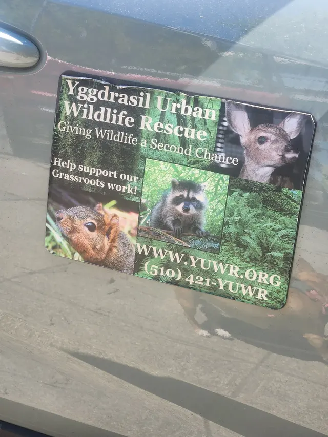 Yggdrasil Urban Wildlife Rescue — customer photo 9