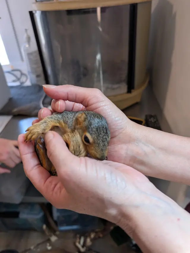 Yggdrasil Urban Wildlife Rescue — customer photo 2