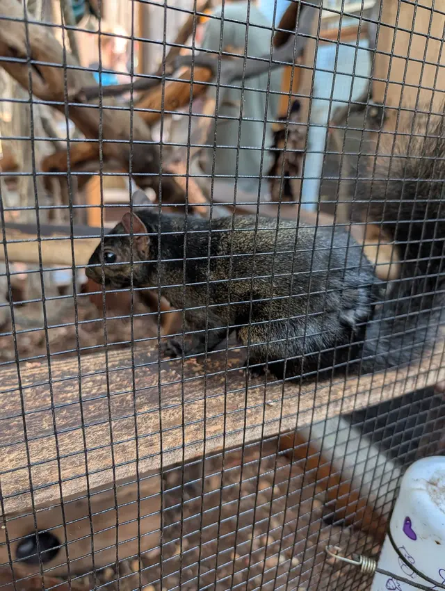 Customer photo of work by Yggdrasil Urban Wildlife Rescue, from Richard Harty, J. Jr's review