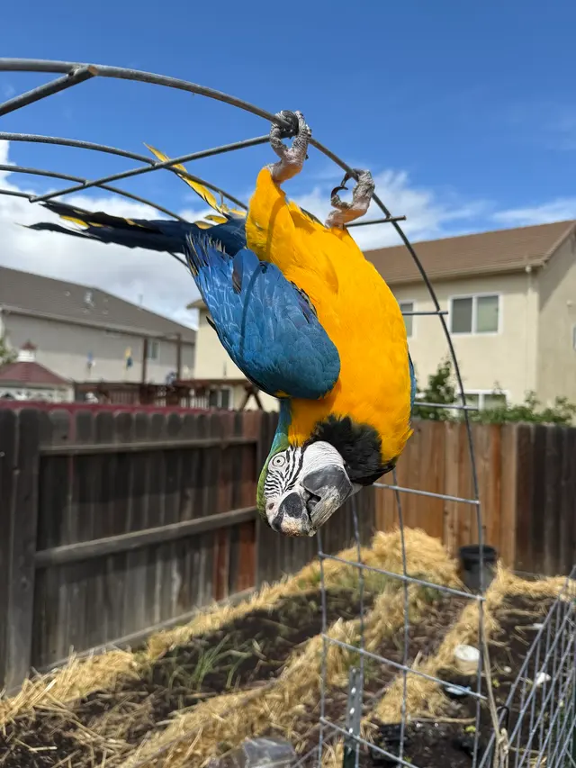 Customer photo of work by Bay Area Parrot Rescue, from Aaron botkin's review