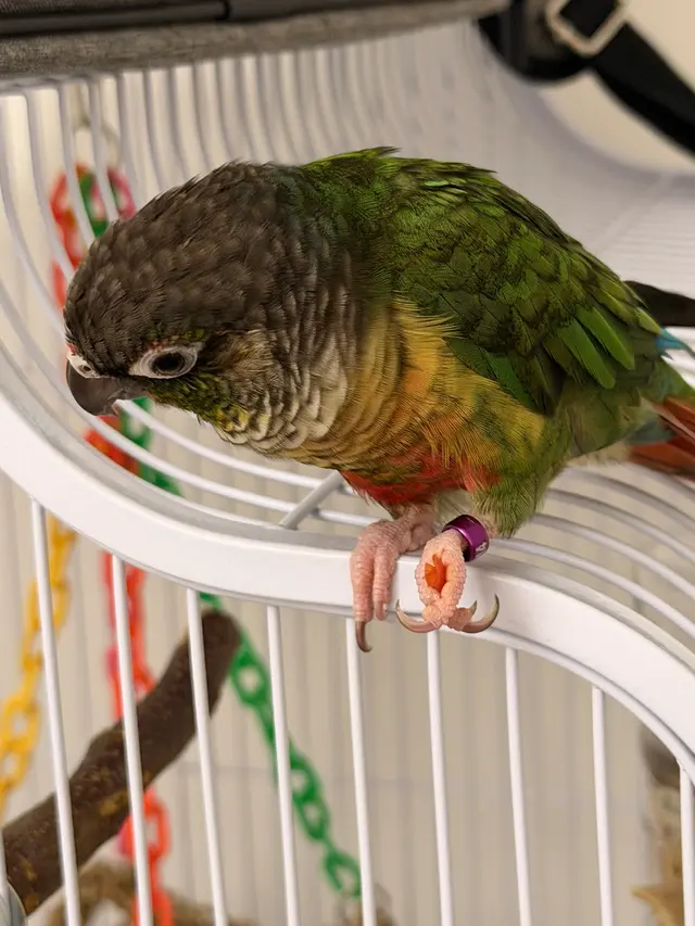 Bay Area Parrot Rescue — customer photo 12
