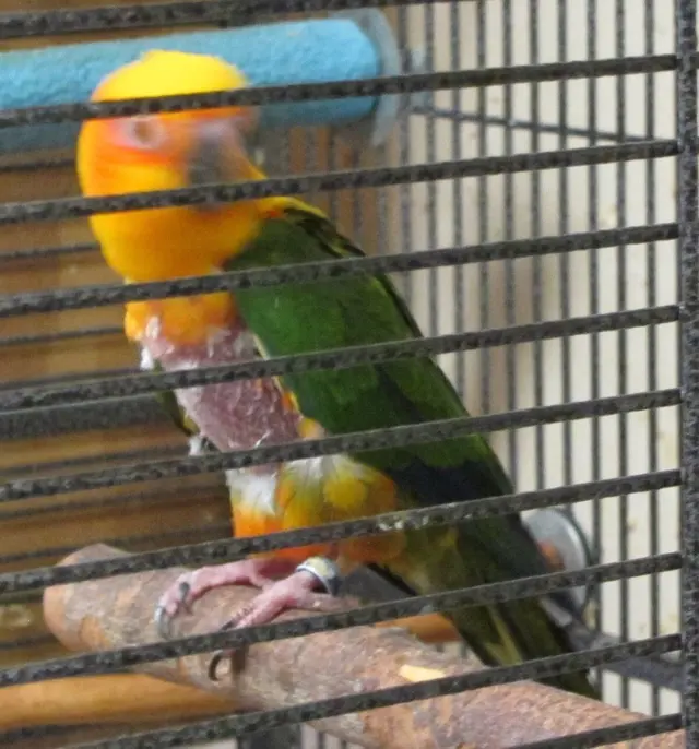 Bay Area Parrot Rescue — photo from the business 9